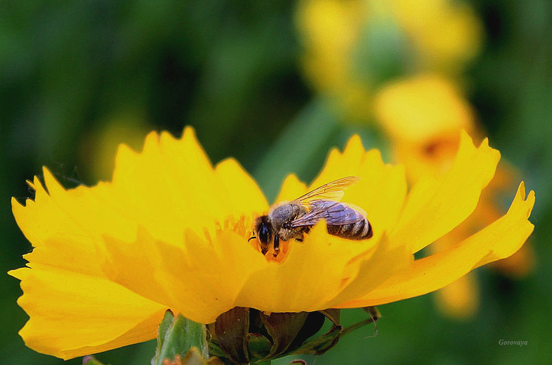 Bee at work - Inna Radchenko (Gorovaya)