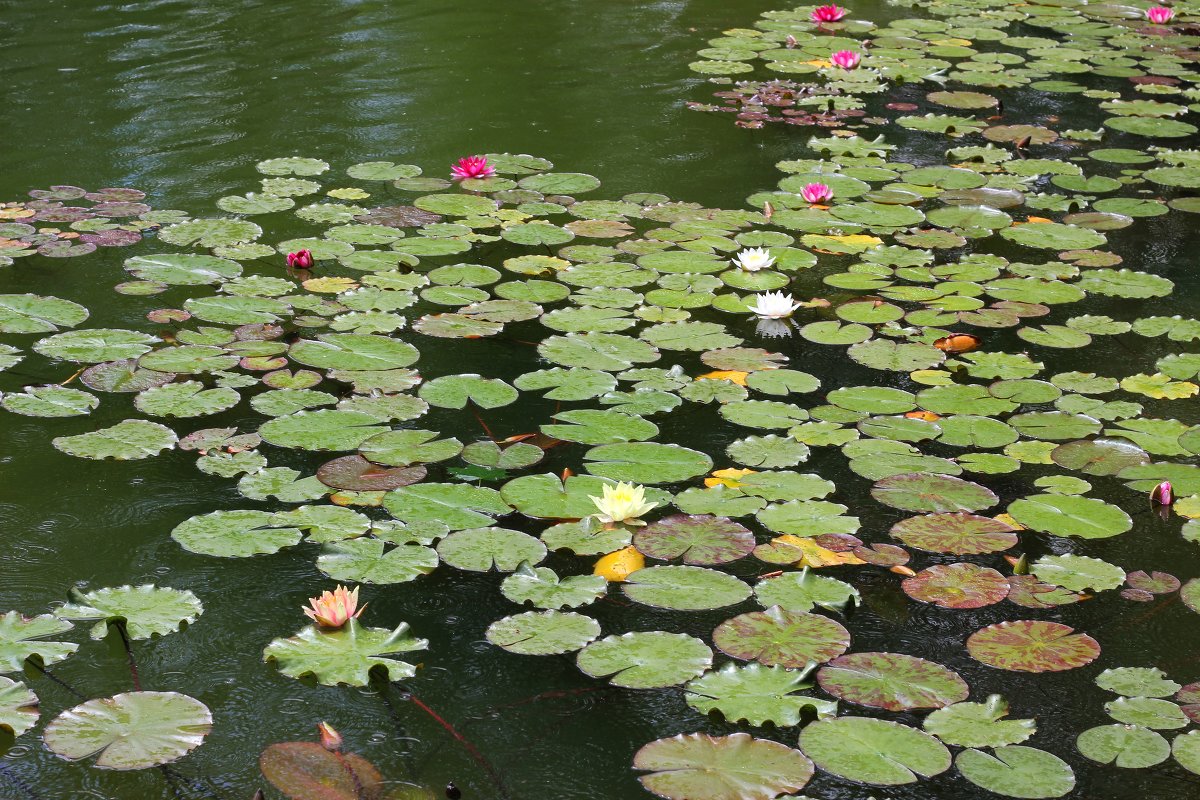 Лилии в пруду - ВАСИЛИЙ ГРИГОРЬЕВИЧ К.