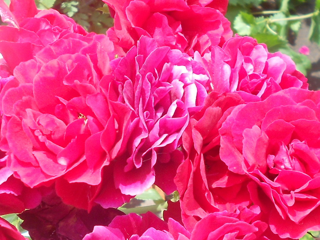 Изысканая роза. - A_ Nikolchenko Изысканая роза. - A_ Nikolchenko