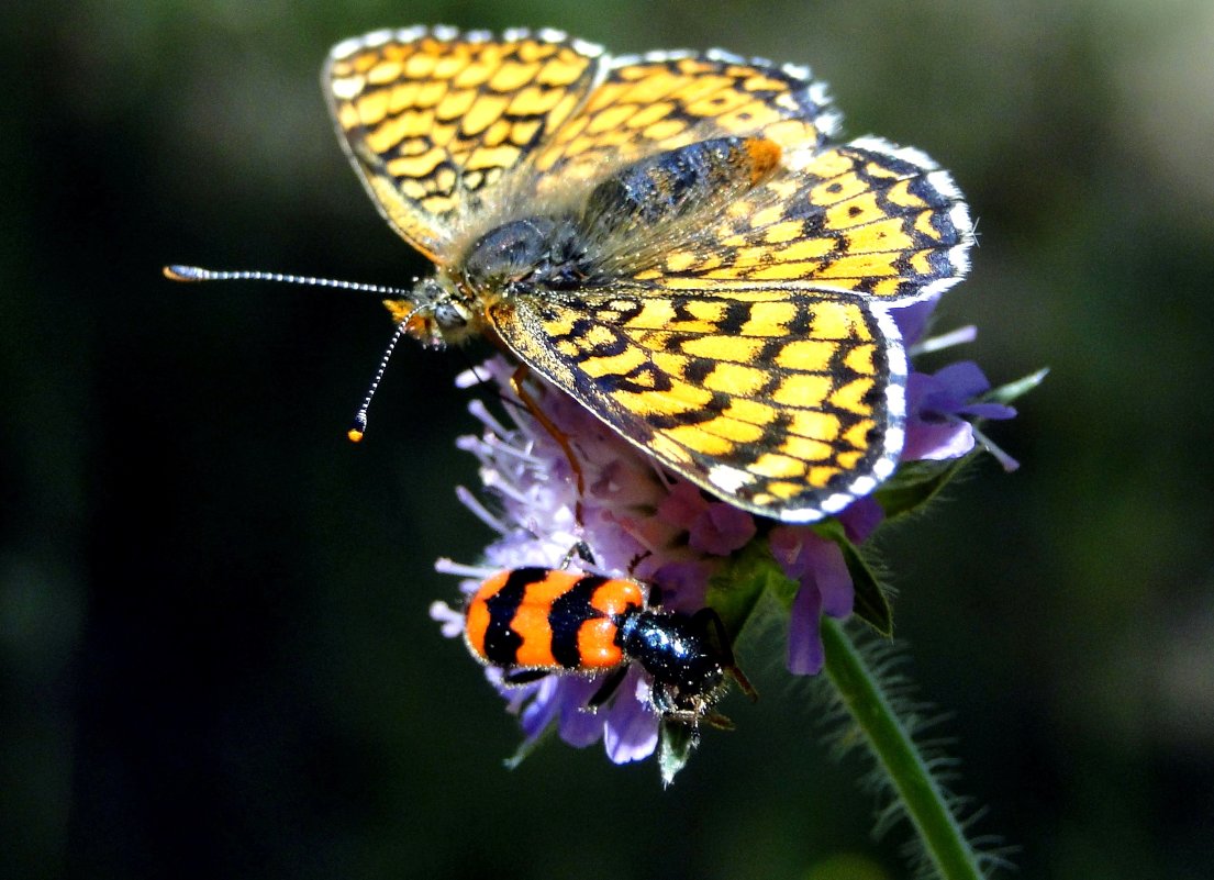 На одном цветке сидели - Елена Шемякина На одном цветке сидели - Елена Шемякина