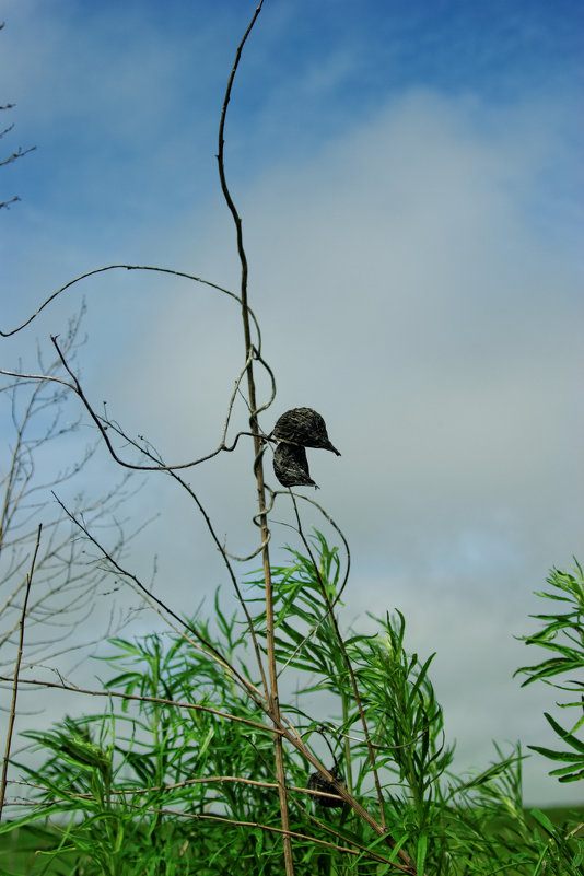 чертрполох - gegemoon Кот чертрполох - gegemoon Кот