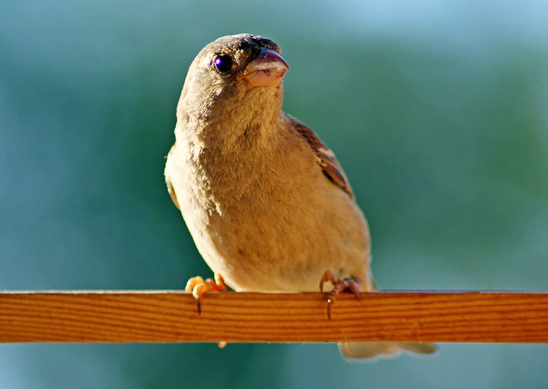 ... - Юрий Шатыгин ... - Юрий Шатыгин