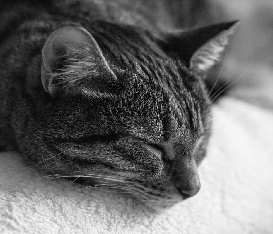 Симба ЧБ - Aleksandr Zubarev