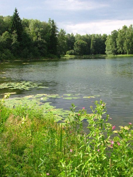 У водоёма - Самохвалова Зинаида 