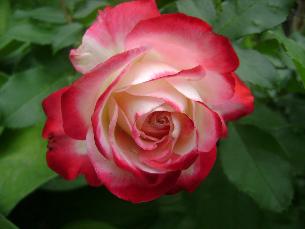 Роза - Анатолий 