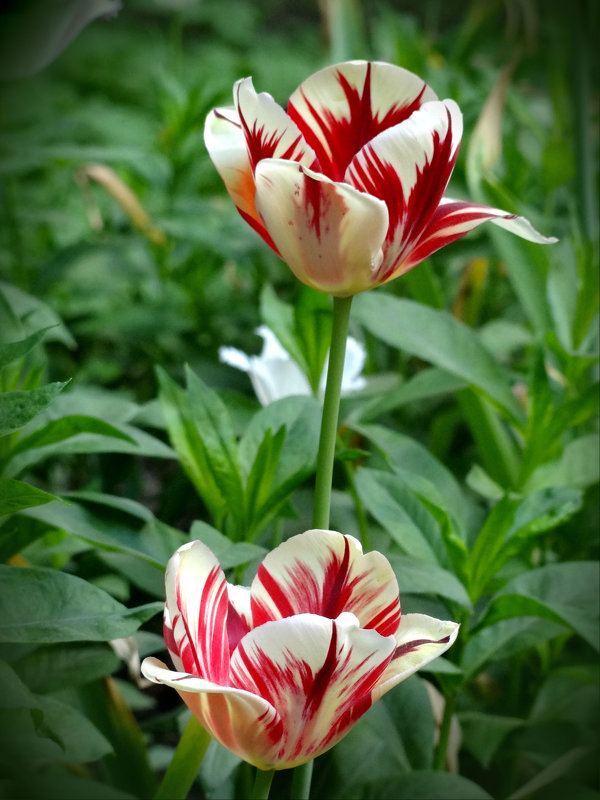 *** - Наталия Короткова