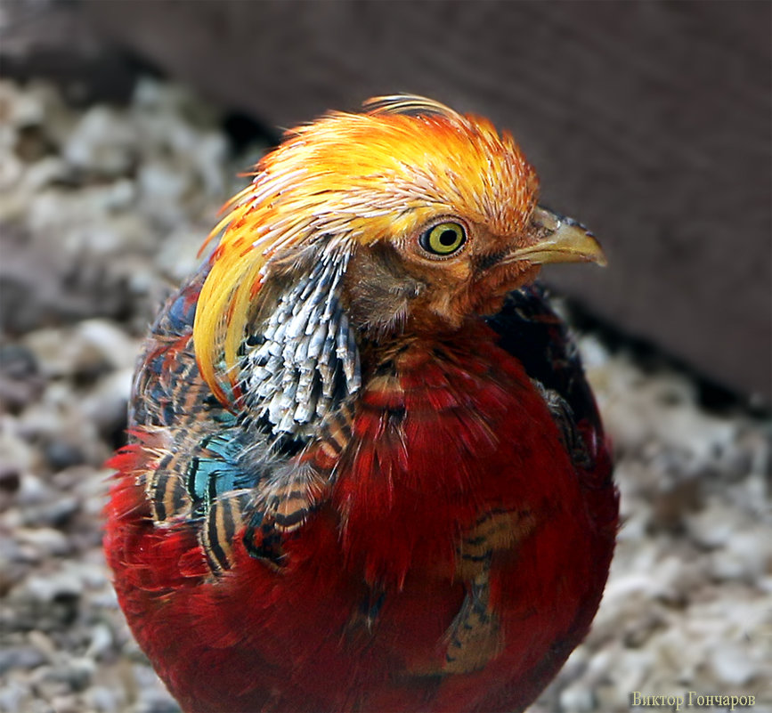 золотой фазан ,Chrysolophus pictus - Laryan1 