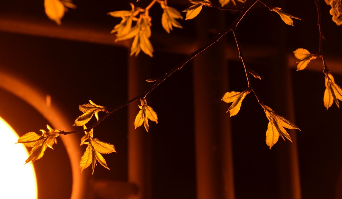 * - Лидия Мамаева