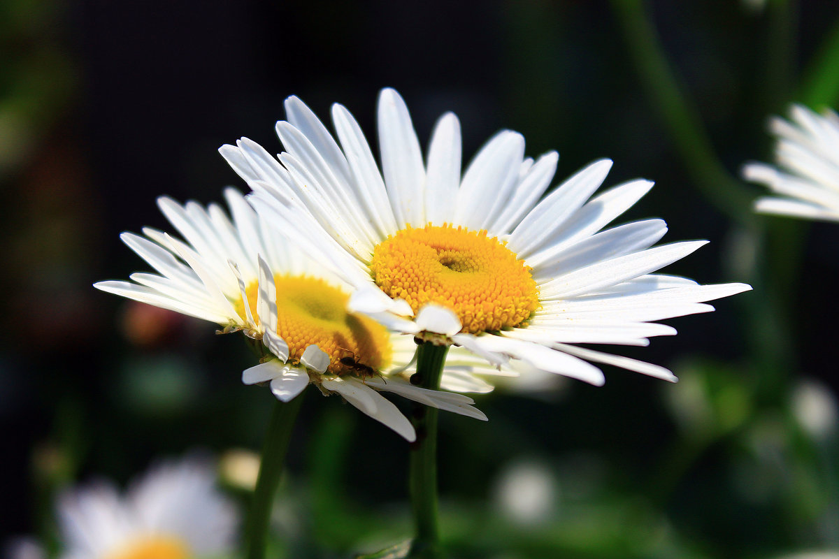 --- - Ksenia Sergeeva