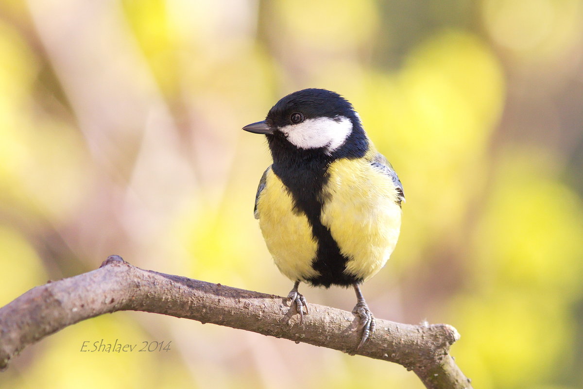 Большая синица - Parus major - Евгений 