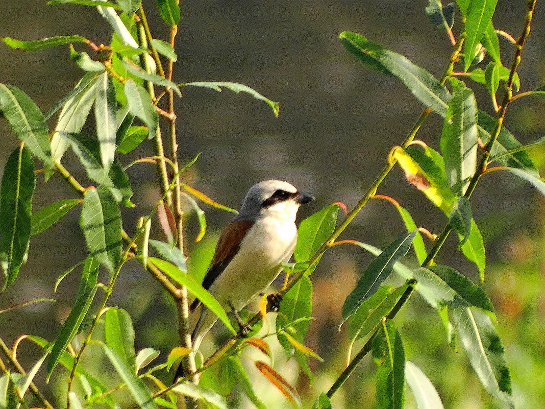 жулан(самец) - Михаил Жуковский жулан(самец) - Михаил Жуковский