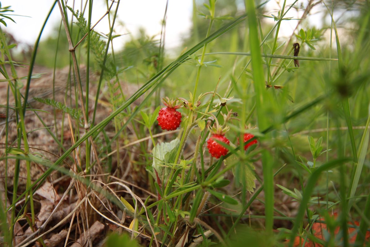 Сладенькая ты моя - Наталья Золотова Сладенькая ты моя - Наталья Золотова