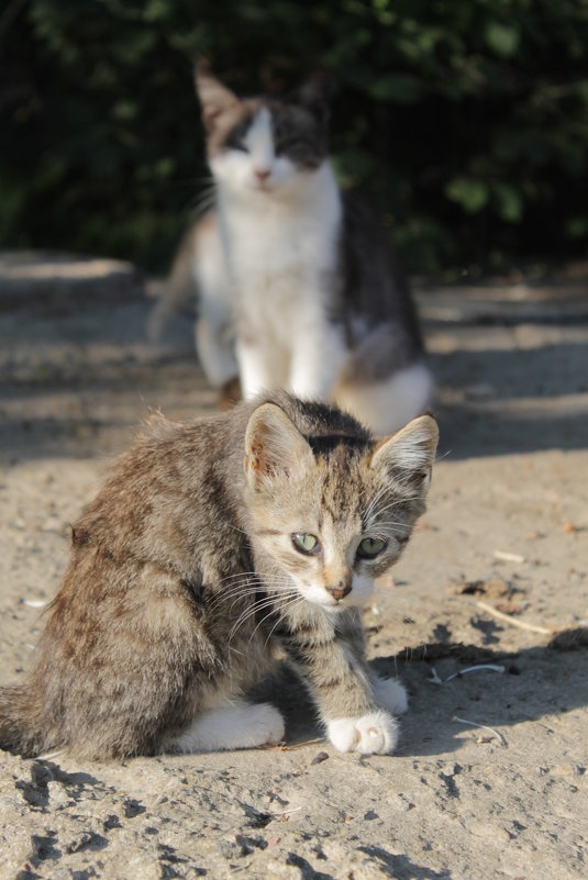 бездомные - Ирина Рыкина