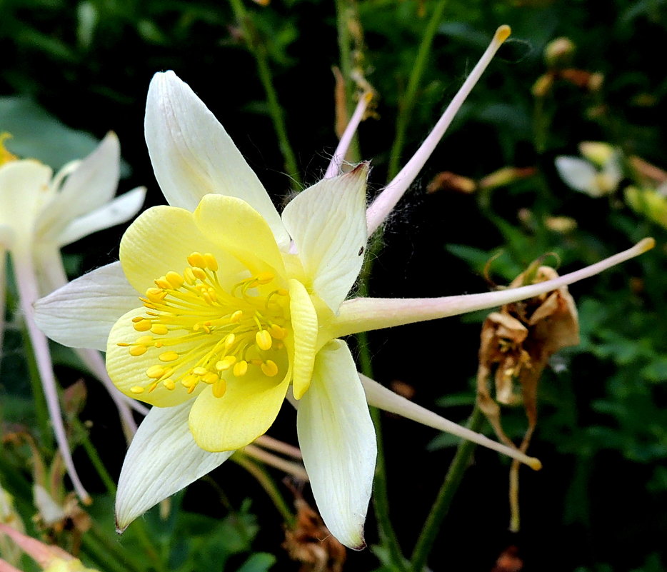 Словно камета - Игорь Словно камета - Игорь