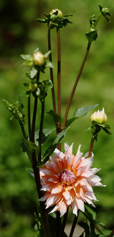Воскресный день 2 - Vladymyr Nastevych Воскресный день 2 - Vladymyr Nastevych