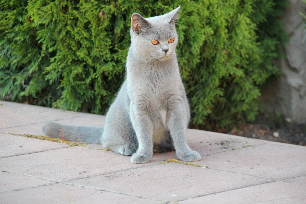 НАХМУРИЛАСЬ - Лариса Корженевская