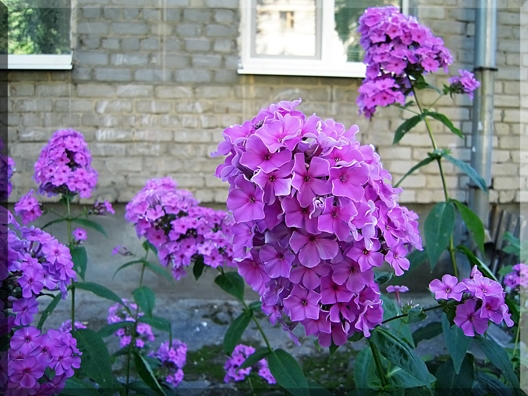 Флоксы - Людмила Ардабьева