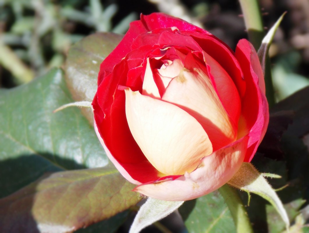 Роза - Мария 