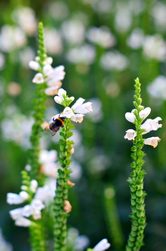 Мохнатый шмель на душистый хмель... - Ксения Базарова