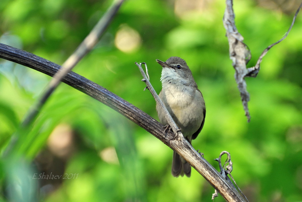 Садовая камышовка - Acrocephalus dumetorum - Евгений 