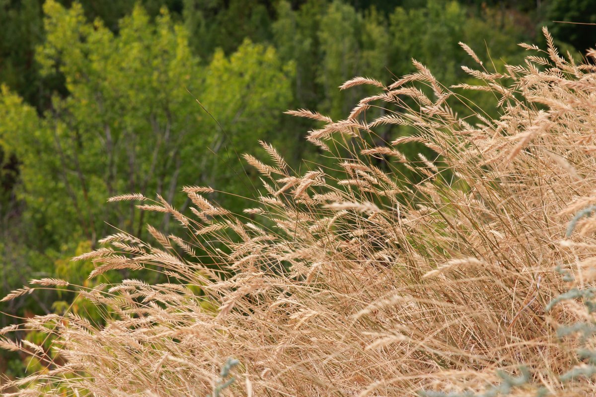 Над пропастью - leoligra Над пропастью - leoligra