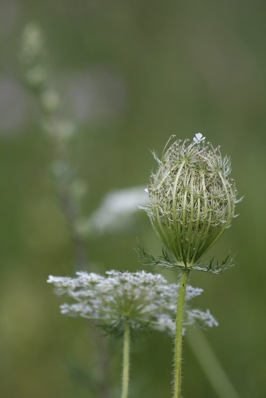 Daucus carota - Olga 