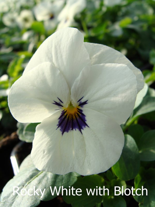 Виола рогатая - laana laadas