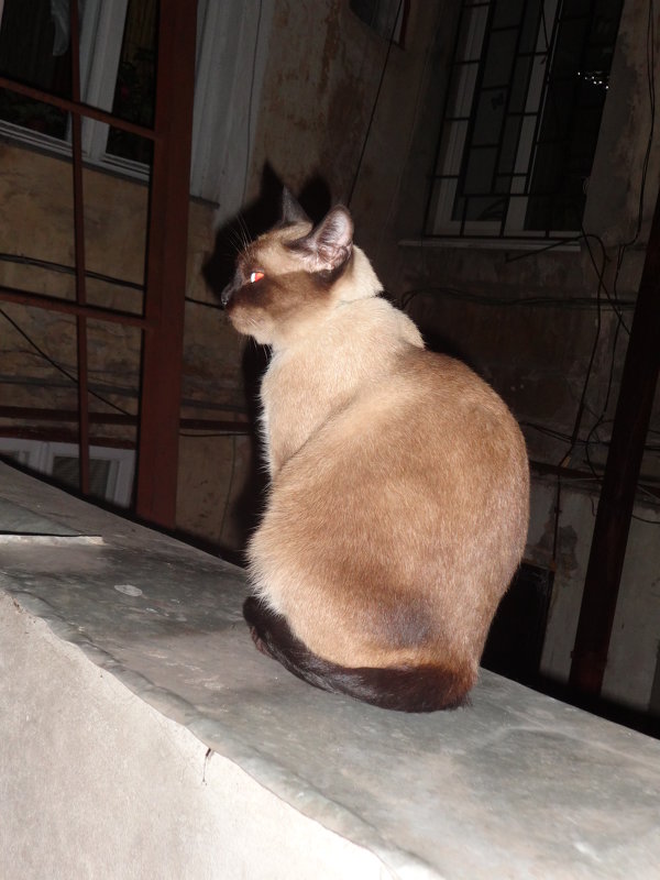 Клеопатра. - Андрeй Владимир-Молодой