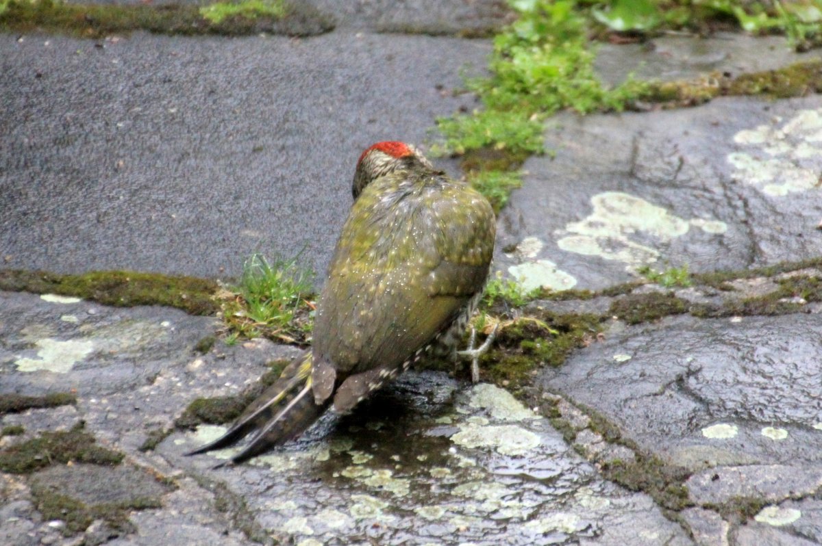 *** - Olga *** - Olga