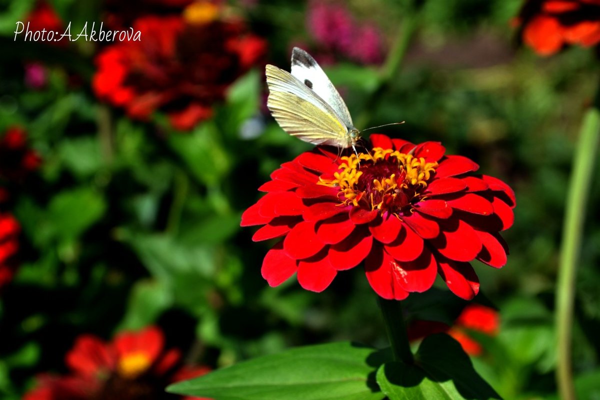 Butterfly - Анастасия Фокс