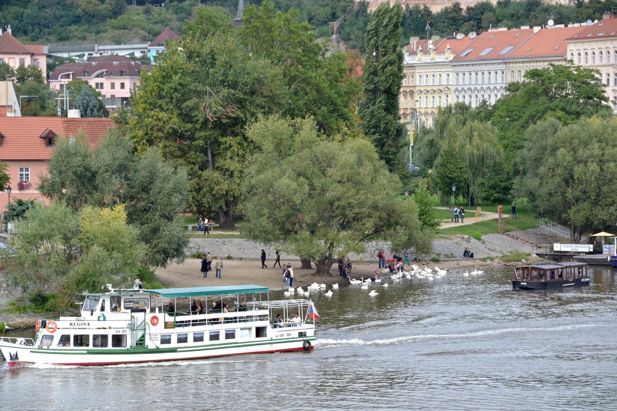 Лебеди - zhanna-zakutnaya З.