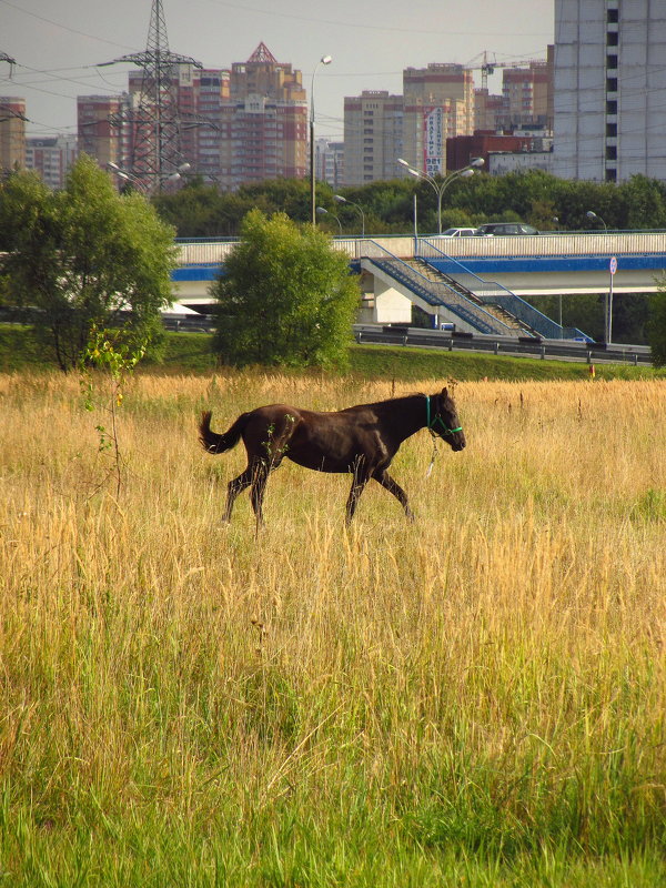 Контрасты жизни IMG_8239 - Андрей Лукьянов