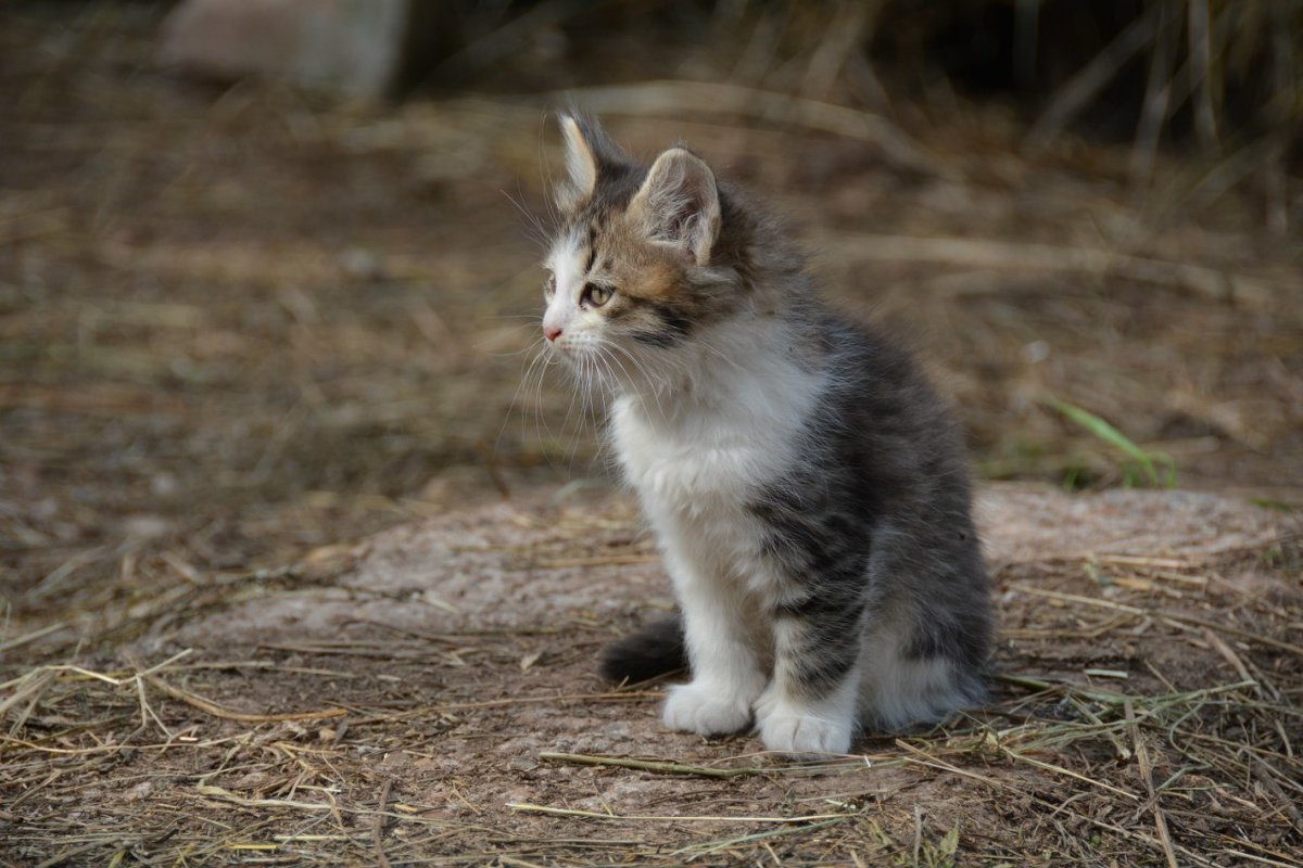 Котёнок - Павел Trump