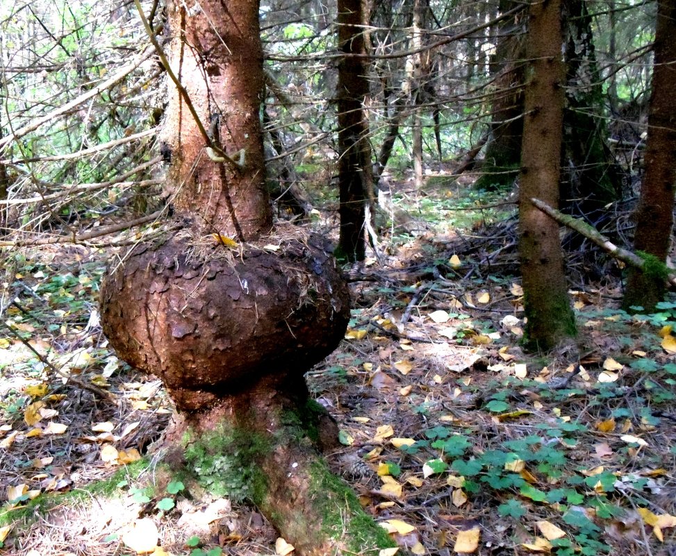 В лесу - Иван Егоров В лесу - Иван Егоров