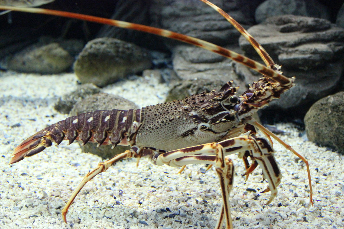 Лангуст - Sergey Lebedev Лангуст - Sergey Lebedev