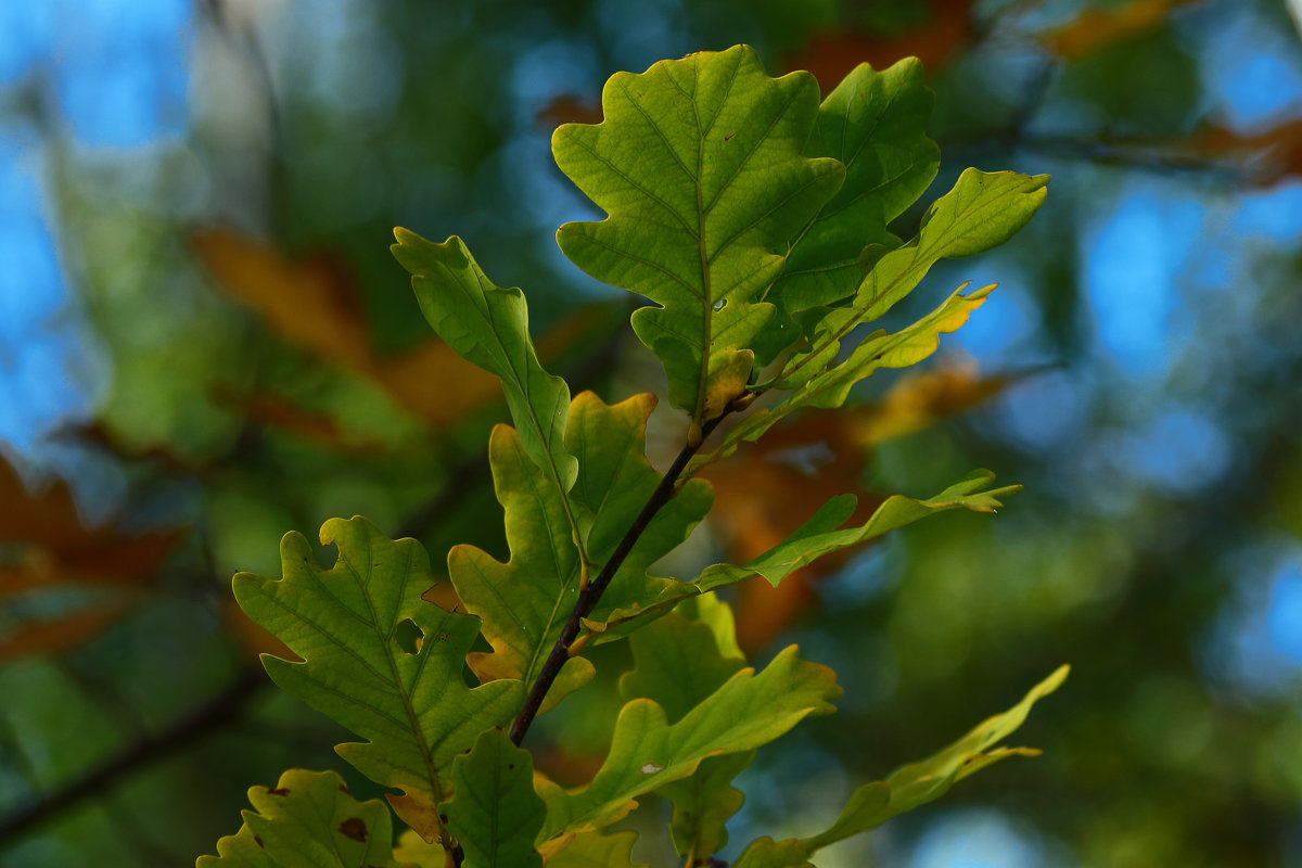 Осенние этюды - Роман Царев