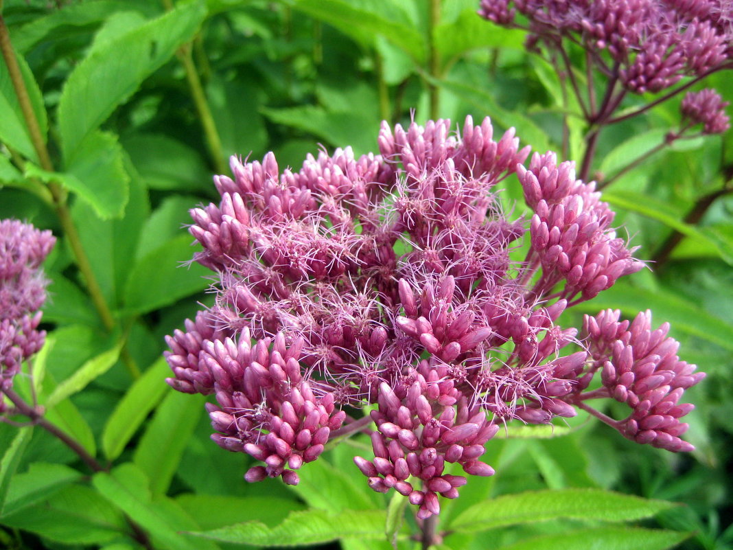 Eupatorium - laana laadas