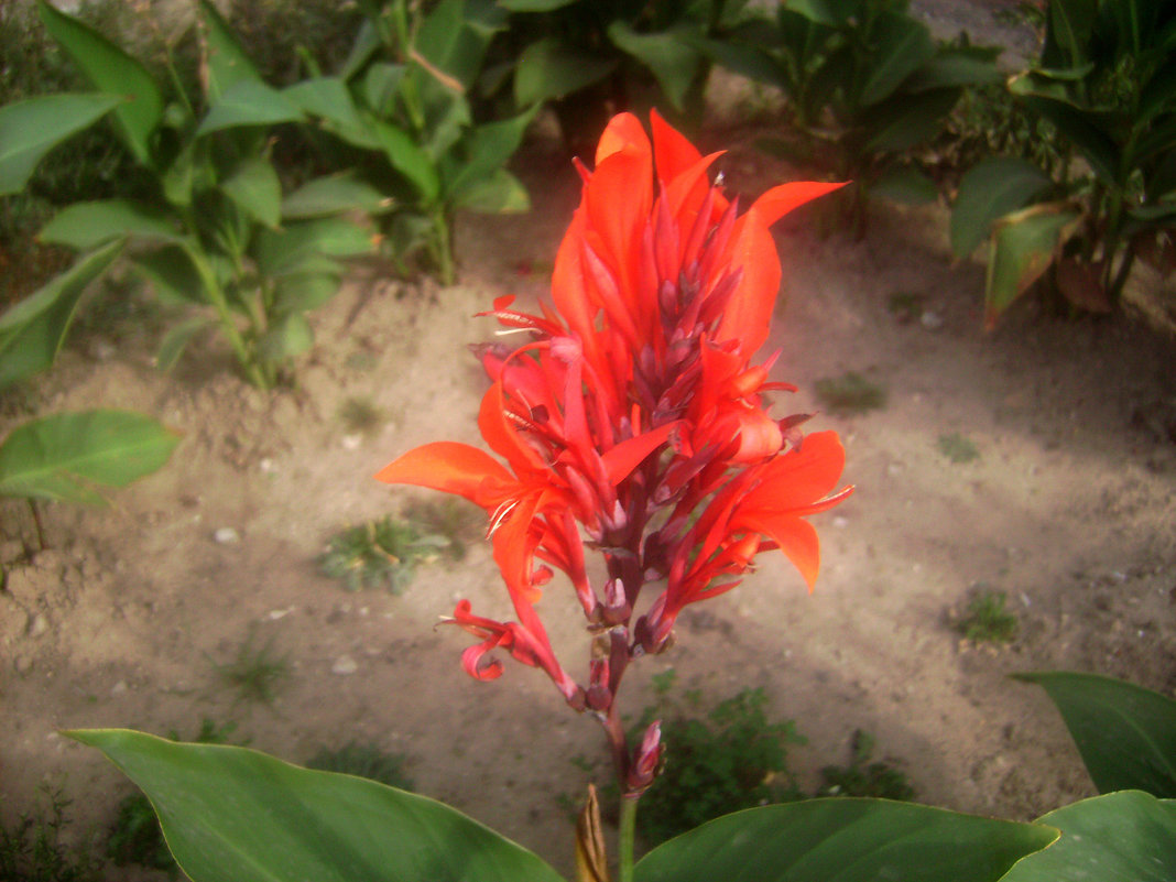 Огонёк на клумбе - Tarka 