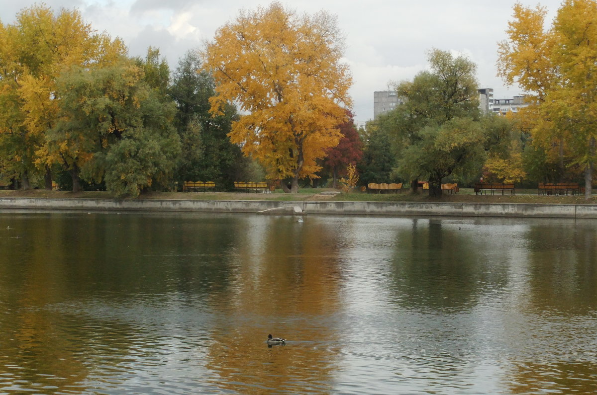 Осень в парке - Наталья Александрова