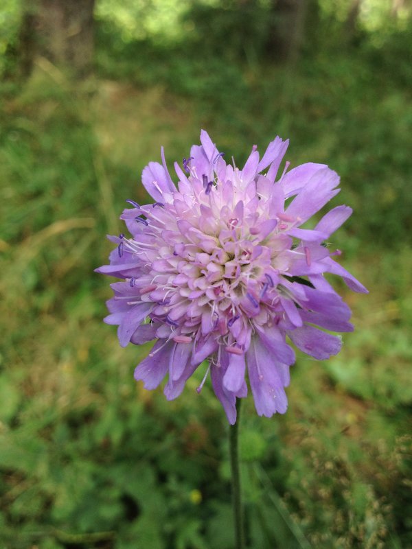 цветок 2 - юлия *****