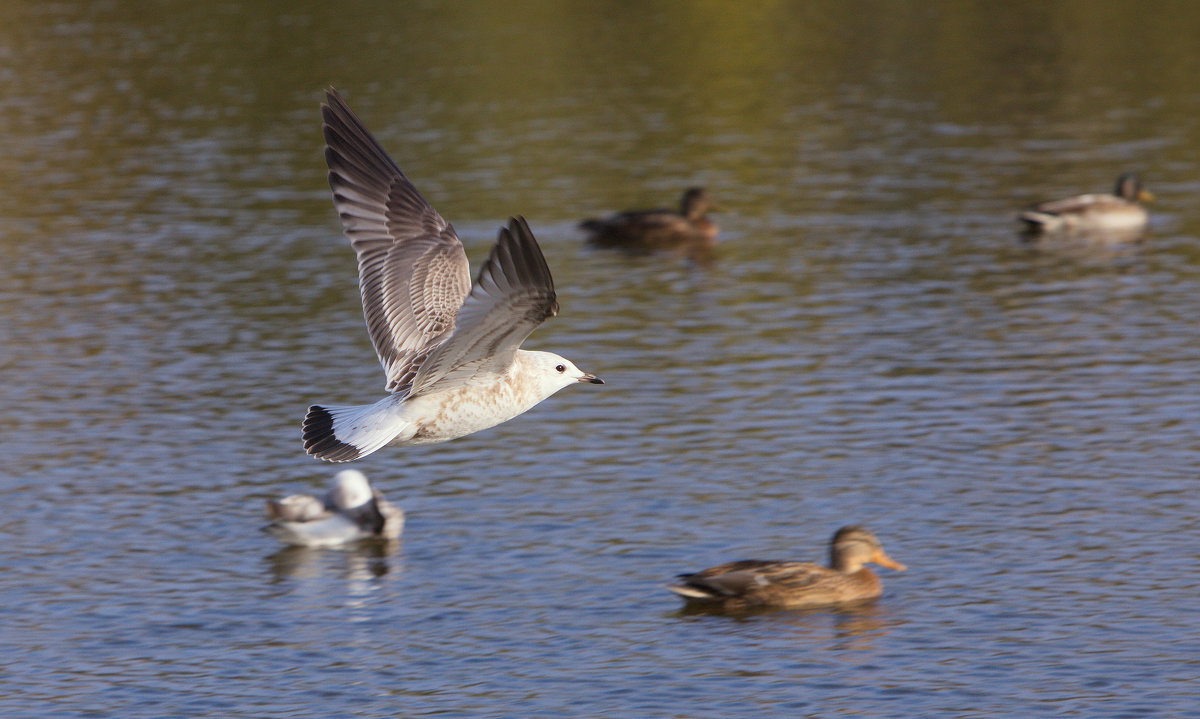 *** - Олег Петрушов