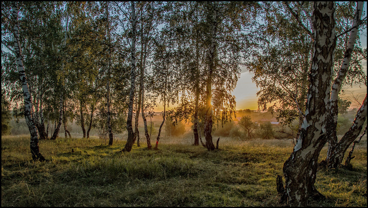 березовый закат... - Наталья Маркова