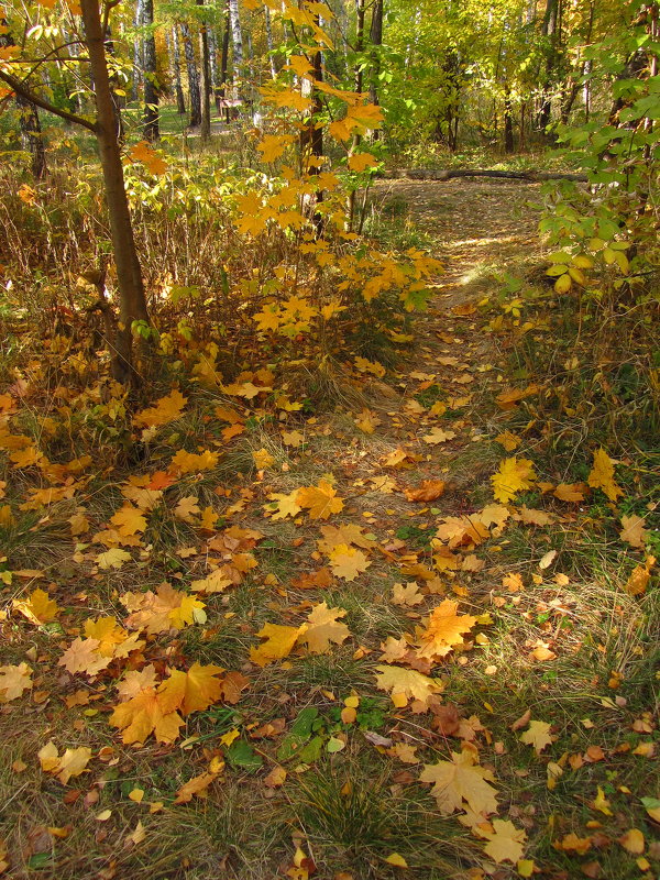Клен ты мой опавший - IMG_2220 - Андрей Лукьянов Клен ты мой опавший - IMG_2220 - Андрей Лукьянов