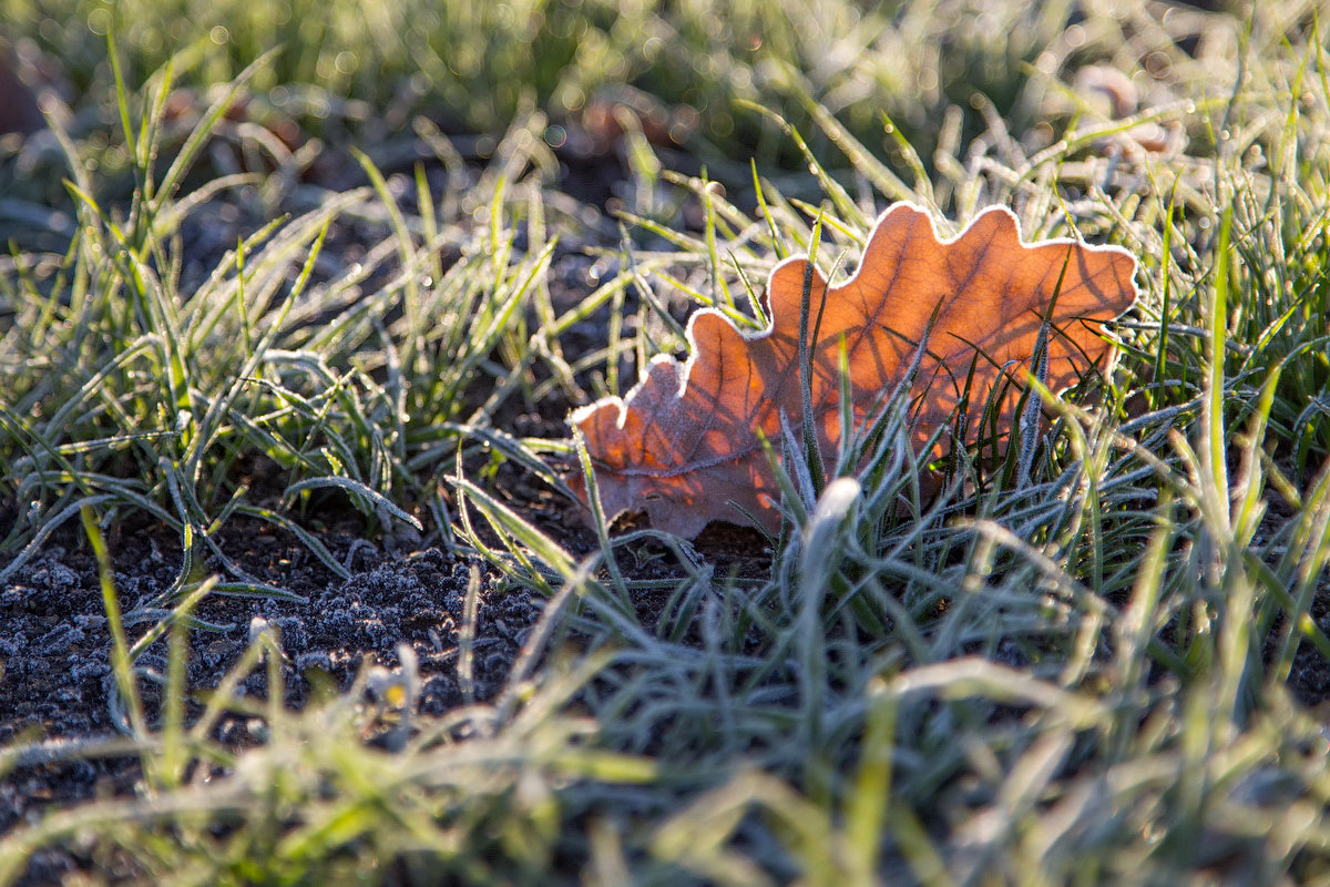 Задубел листок дубовый... - Эльвина Доронина