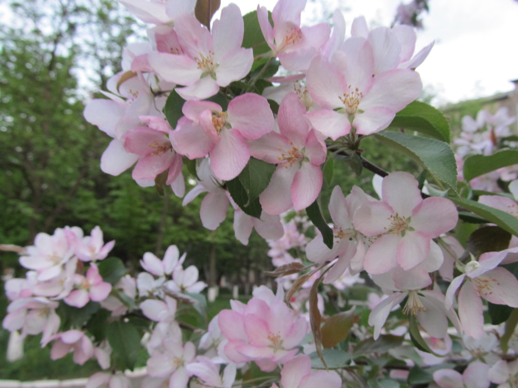 Цветы - Яна Михайловна