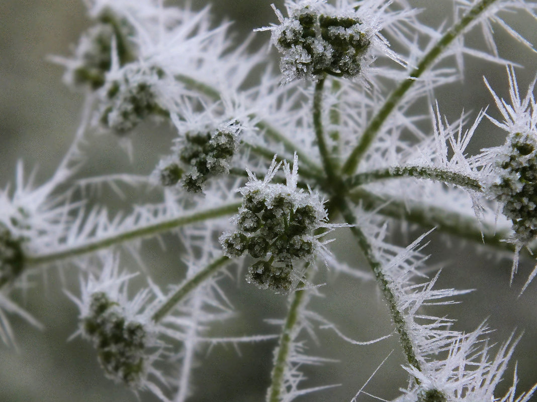 *** - Наталья Юсова (Natali50)