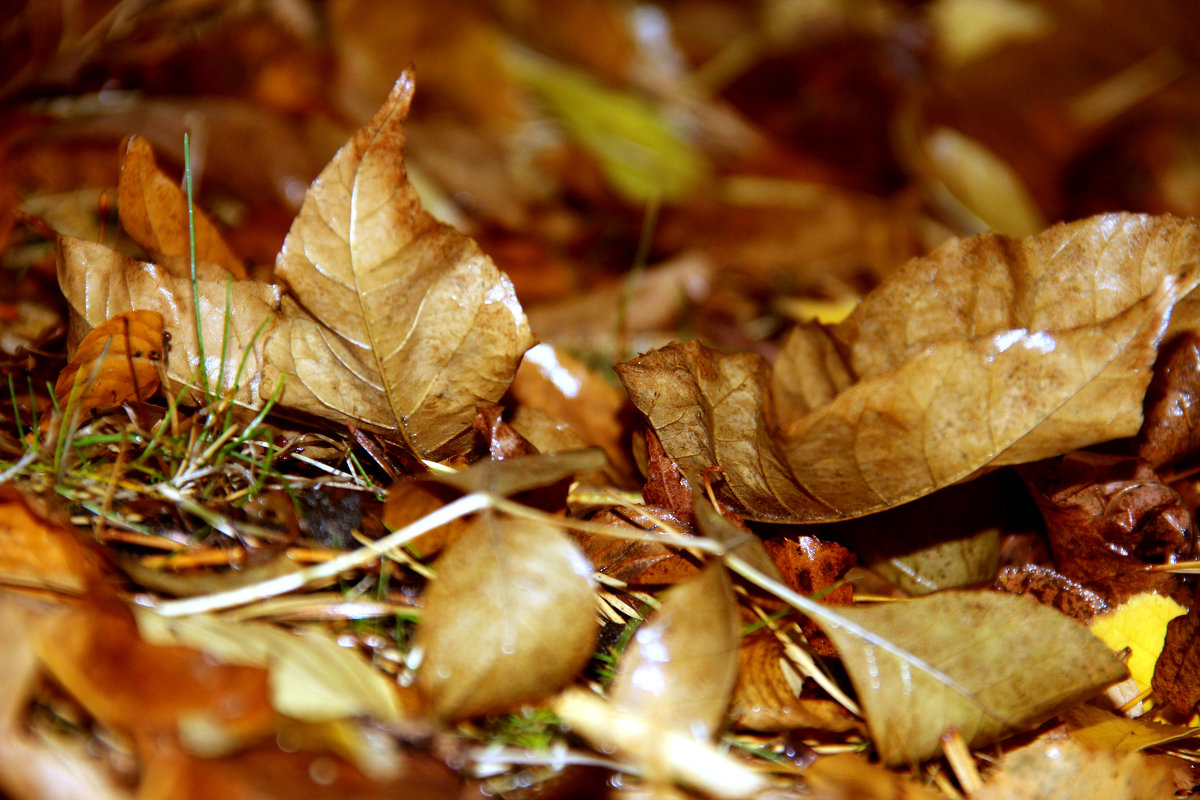 Золото - Татьяна Нижаде