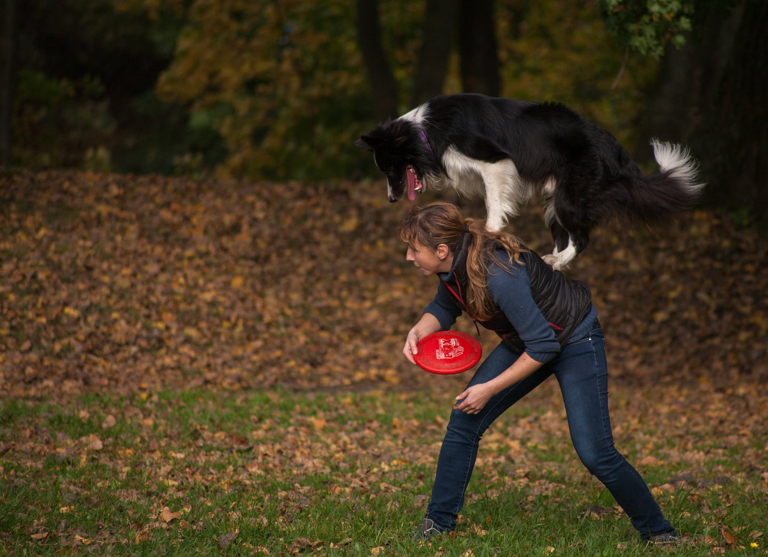 Dog frisbee - Ольга Сковородникова