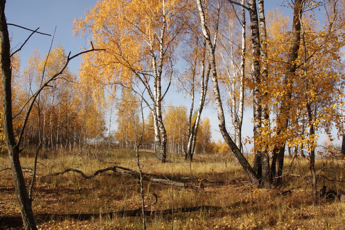 Осень - Владимир Холодницкий