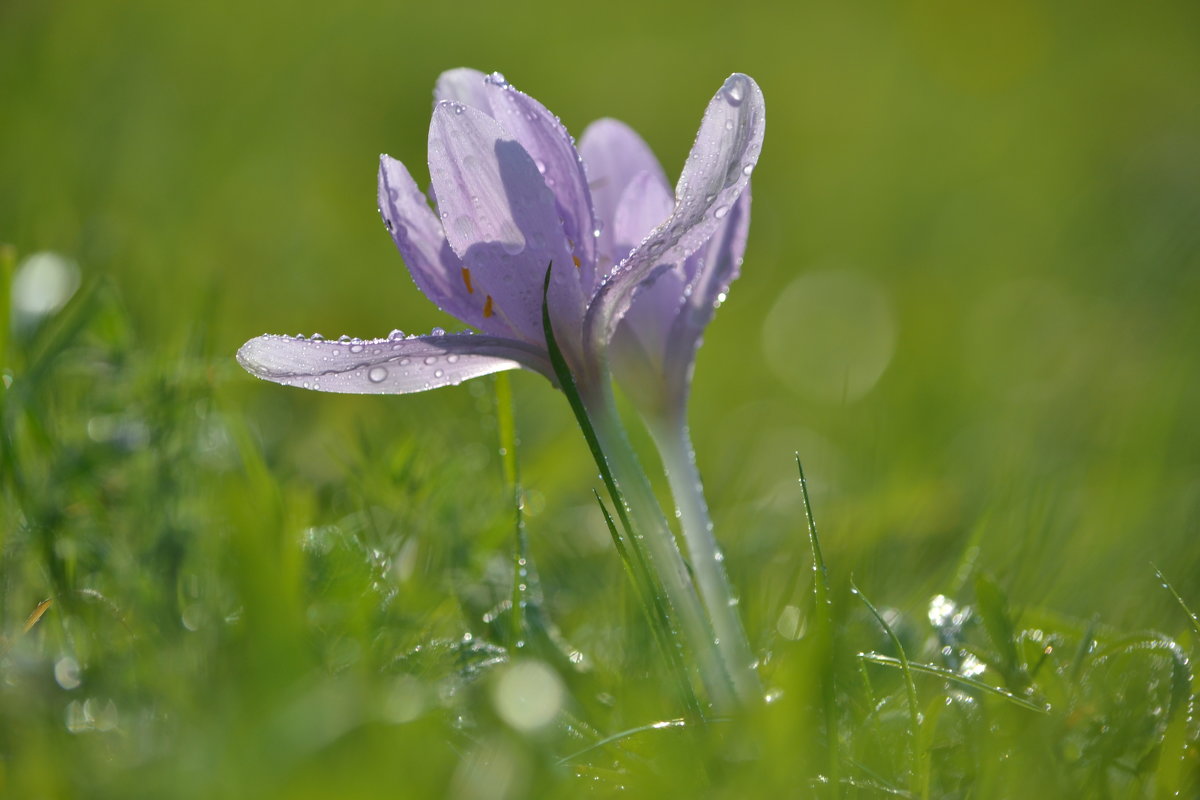 Crocus cancellatus - Nina sofronova